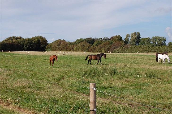 Dansk Varmblod Cannon af Bredmose *Solgt* billede 4