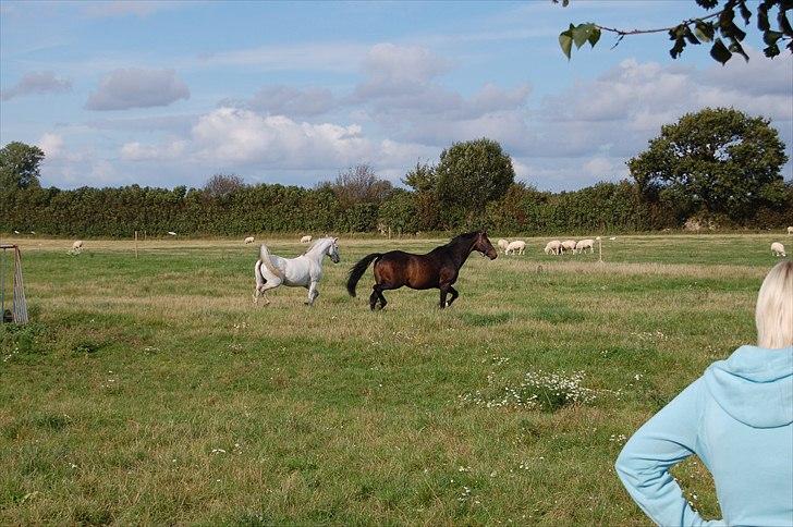 Dansk Varmblod Cannon af Bredmose *Solgt* billede 5