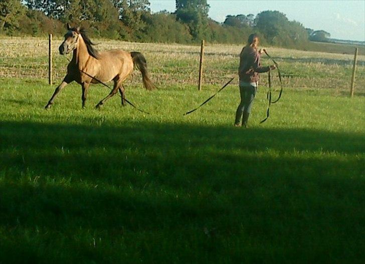 Arabisk fuldblod (OX) Fordianka Khan SOLGT!! - så fiiin.!!! billede 13