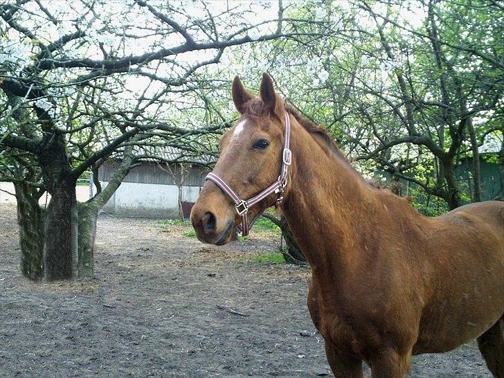 Dansk Varmblod Lillebror - Still Going Strong. - Smukke <3 billede 16