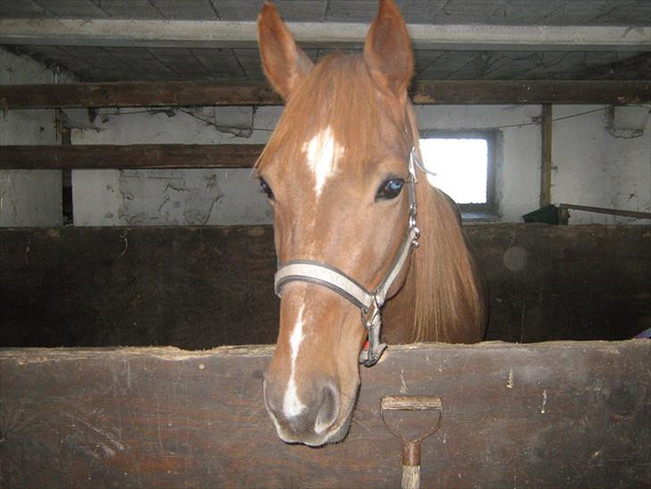 {{currentPhoto.altText}} billede {{currentPhoto.number}}