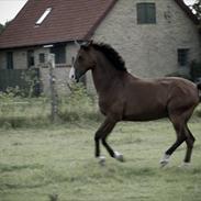 Hollandsk Varmblod Sir Gambler