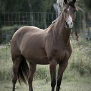 Hollandsk Varmblod Sir Gambler