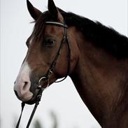 Hollandsk Varmblod Sir Gambler