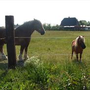 Shetlænder herkules