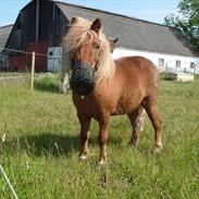 Shetlænder herkules