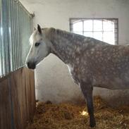 New Forest Balou (himmelhest)