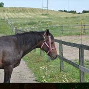 Welsh Partbred (Sec F) Skjaldsbjerg's Papaya R.I.P.