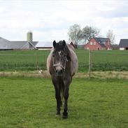 Anden særlig race Spunk