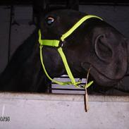 Anden særlig race Harald baldur