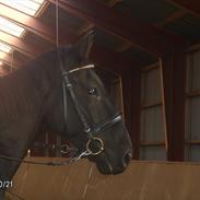 Anden særlig race Harald baldur