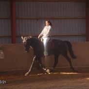 Anden særlig race Harald baldur