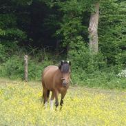 Anden særlig race Lukas
