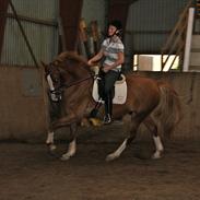 Frederiksborg Macessio