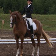 Frederiksborg Macessio