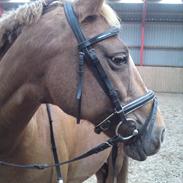 Anden særlig race GF Jumping Joy [Tidl. part]