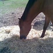 New Forest Voltreffer (Sunny) - solgt :´( <3