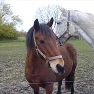 New Forest Winston