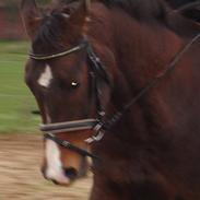 Dansk Varmblod Jucca 