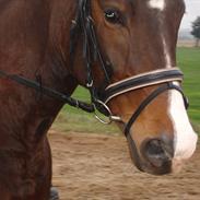 Dansk Varmblod Jucca 