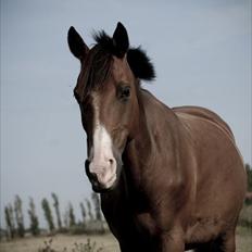 Hollandsk Varmblod Sir Gambler