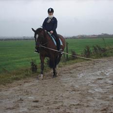 Dansk Varmblod >>Ziarra<< MyLife