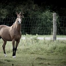 Hollandsk Varmblod Sir Gambler