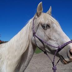 Anden særlig race Krikkedyret Vaginah