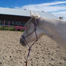 Anden særlig race Krikkedyret Vaginah