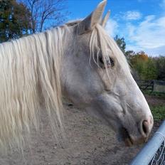 Anden særlig race Krikkedyret Vaginah