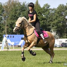 Anden særlig race WILD SECRET. BLINKENDE STJERNE