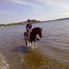 Anden særlig race Sally