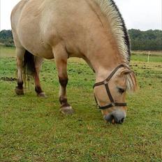 Fjordhest møllegårdens Silvia (gamle part)