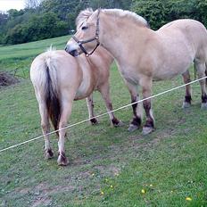 Fjordhest møllegårdens Silvia (gamle part)