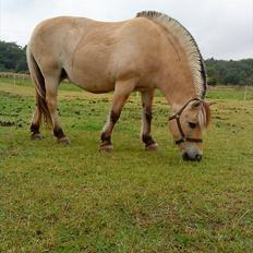 Fjordhest møllegårdens Silvia (gamle part)
