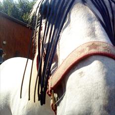 Hollandsk Sportspony Kitty