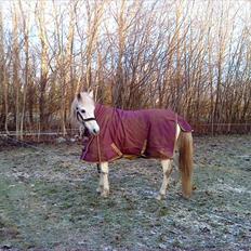 Hollandsk Sportspony Kitty