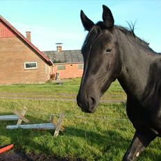 Anden særlig race Uzuri