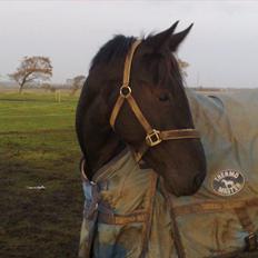 Anden særlig race Uzuri