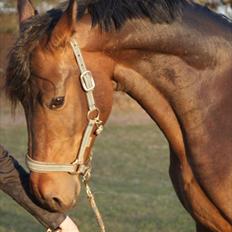 Dansk Varmblod Louis Vuitton (Leonardos)