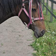 Welsh Partbred (Sec F) Skjaldsbjerg's Papaya R.I.P.