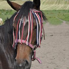 Welsh Partbred (Sec F) Skjaldsbjerg's Papaya R.I.P.