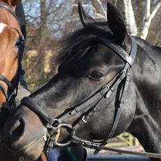 Anden særlig race Thorndals Alpha.