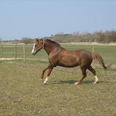 Welsh Pony (sec B) Turfhorst Pleasure<3! R.I.P min bedste ven!<3