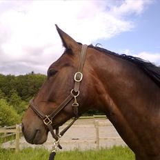 Oldenborg Højgaards Santos