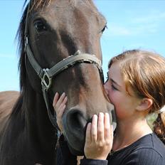 Holstener Simply *elevhest*