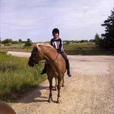 Haflinger Frk.Smilla