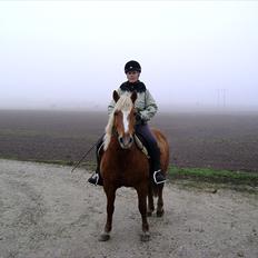 Haflinger - Mille