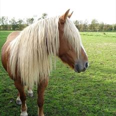 Haflinger - Mille