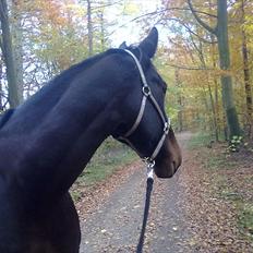 Oldenborg Højgaards Santos